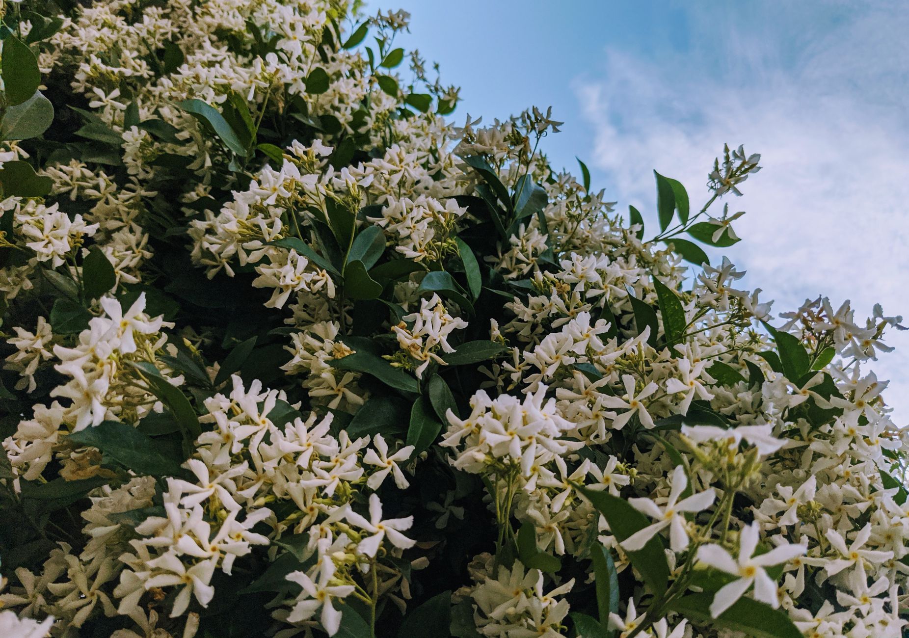 Confederate star jasmine white flowers climbing a trellis