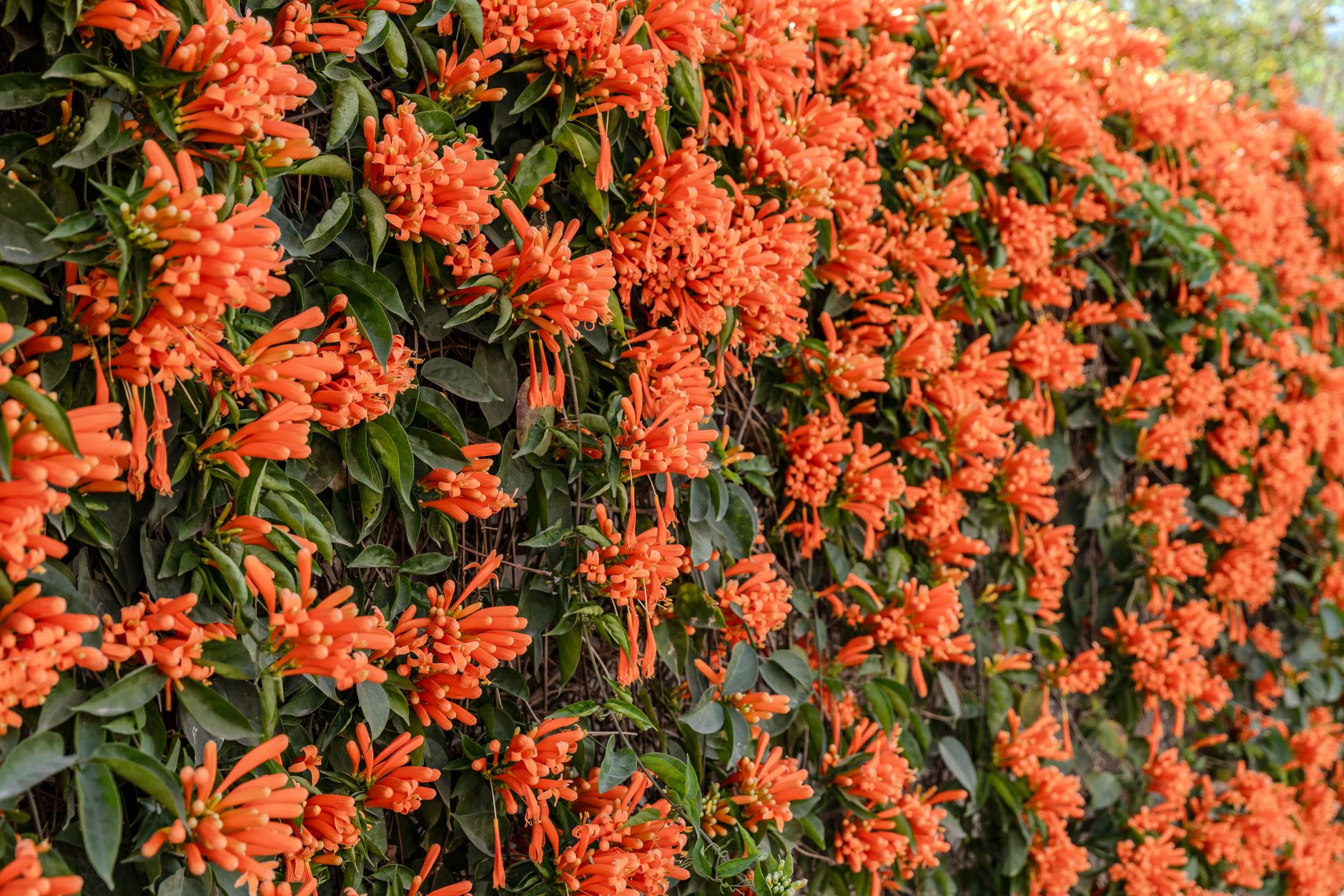 Coral honeysuckle red tubular flowers on a climbing vine
