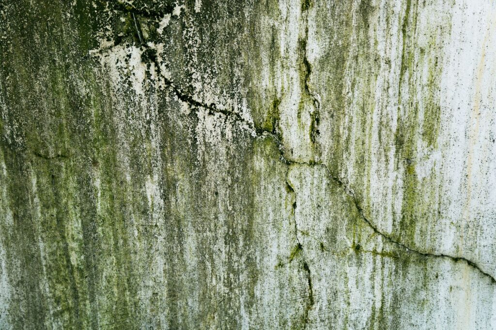 Green algae and mildew growth on a weathered outdoor surface