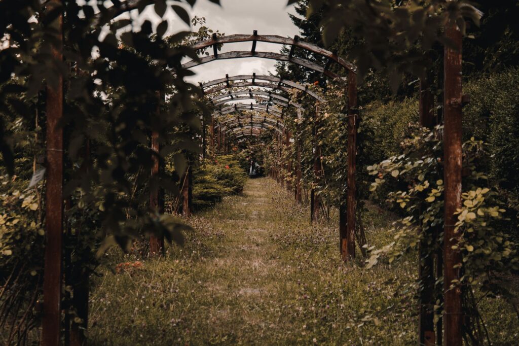 Wooden garden arches forming an arbor over a planted pathway