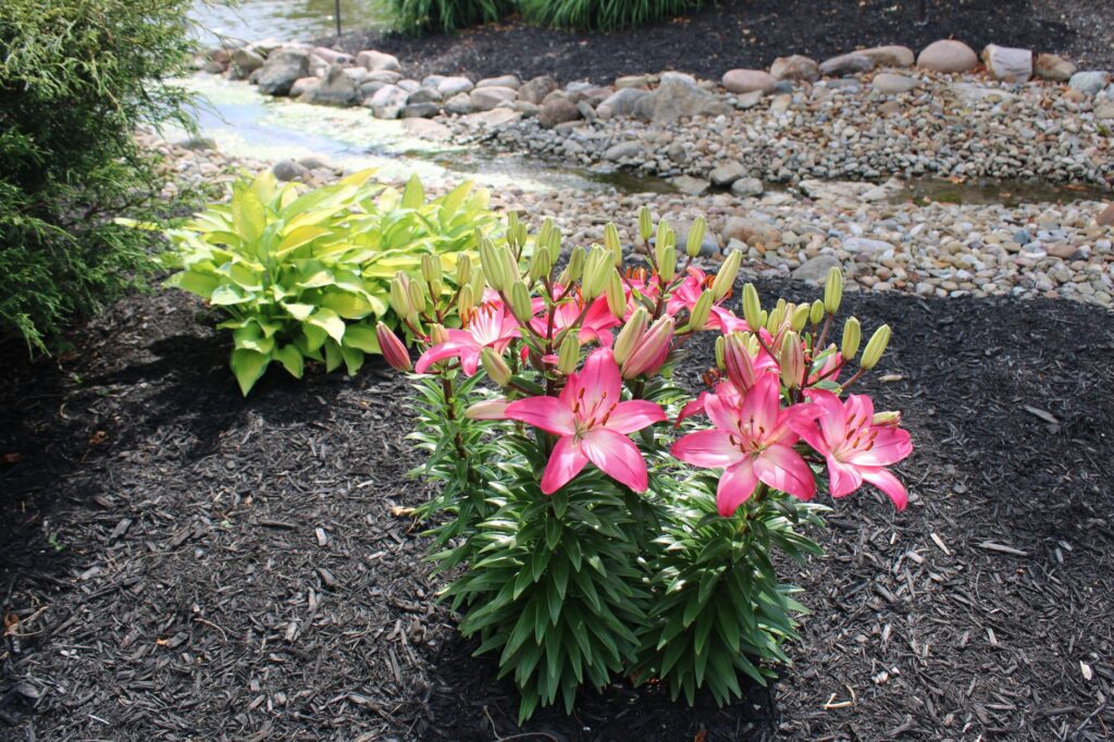 Mulched planting bed with established perennials in place of lawn